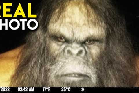 THE Trail Cam Compilation No One Believed Existed