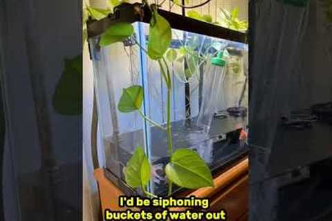 The EASIEST WAY to change water on a fish tank