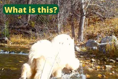 Trail Camera - All 4 Seasons