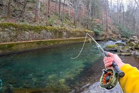 My first Trout of 2024! (Fly Fishing for Brook, Rainbow, and Brown Trout)