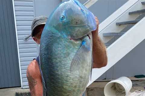 Black spot Tusky fever 🔥 more tips, tricks n some good size fish. Spread over 2 trips