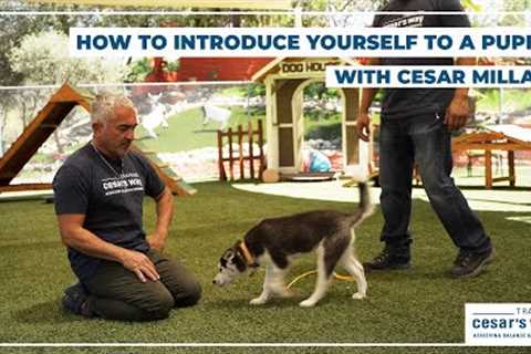 How To Introduce Yourself to a PUPPY! (Puppy Training Tips)