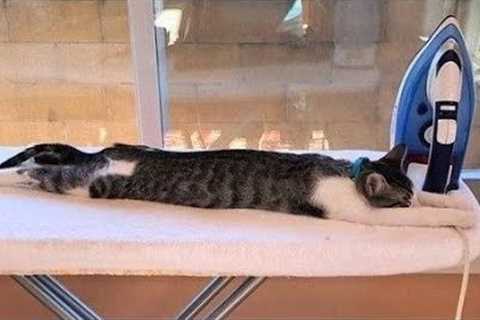 😂 Funniest Cats and Dogs Videos 😺🐶 || 🥰😹 Hilarious Animal Compilation №243