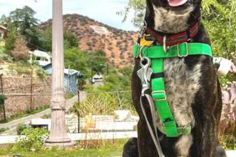 Travel Guide: Pet Friendly Bisbee, Arizona