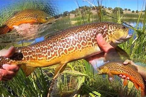SLAYING BIG BROOK &amp; TIGER TROUT at a MOUNTAIN LAKE!! (Fly Fishing)