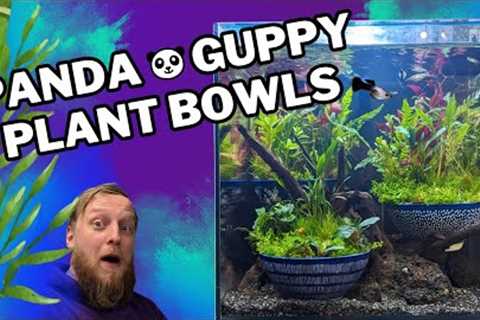 SUPER simple aquascaping! Building a Wabi Kusa inspired Guppy aquarium.