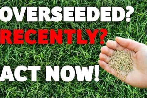 How to look after your newly renovated lawn - Do This NOW for Amazing Results!!