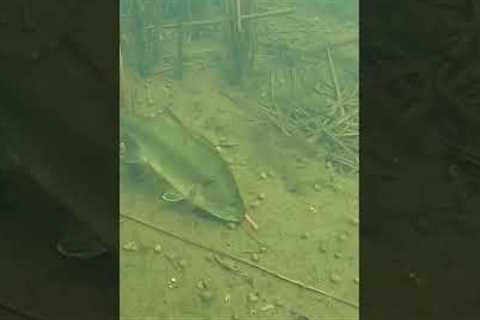 underwater lure bite10❤️🎣xilihala underwater fishing camera recording fish's bite🐟📷
