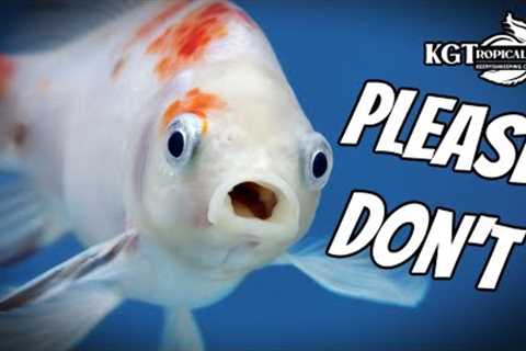 10 Things Fish Keepers Should NEVER DO