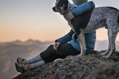 How do you stay organized when traveling with pets?