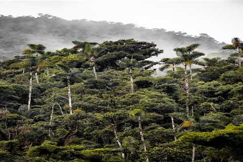 Discover the Wonders of the Amazon Rainforest in Peru