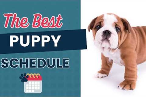 The Puppy Schedule For New Dog Owners