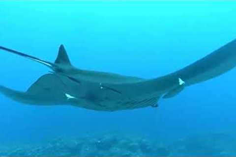 10 Hours Tropical Scuba Diving 1080HD #scubadiving