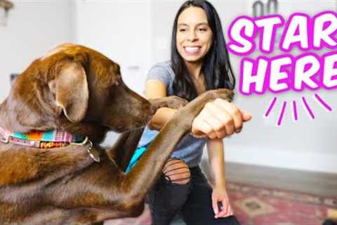 10 EASY DOG TRICKS IN 10 MINS 🐶 Promise, they're easier than you think