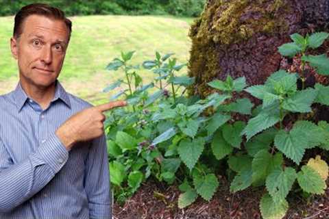 #1 Best Backyard Weed for Arthritis (RHEUMATOID, OSTEO &amp; GOUT)