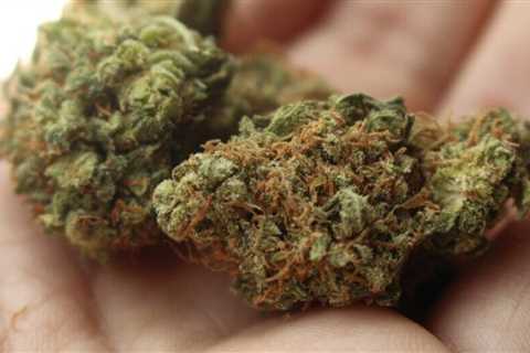 Washington D.C.’s Progressive Stance on Cannabis : A Guide for Visitors