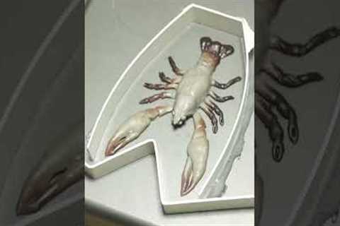 DIY  lure making experiment, soft plastic crayfish