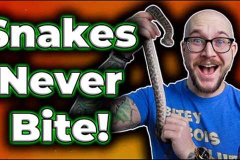 These Pet Snakes WIll NEVER Bite You!