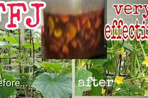 FFJ Fermented Fruit Juice How to Make and Apply FFJ with English Subtitle  #tutorial #urbangardening