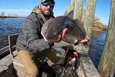 This Should Be ILLEGAL!! (CATCH AND COOK)