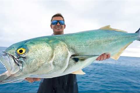 ULTIMATE Trash Fish…Catch Clean Cook! Giant Bluefish