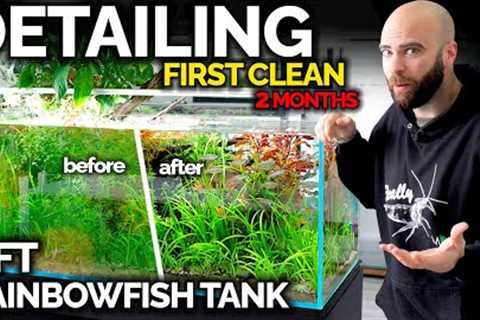 Fully DETAILING My Rainbowfish Aquarium: First Deep Clean In 2 Months!!