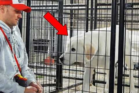 Watch What Happens When You Surrender Your Dog