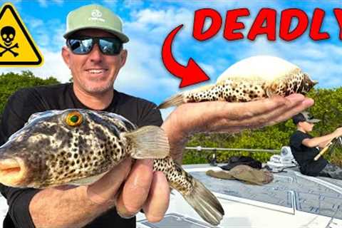 Deadly but Tasty *Pufferfish* How to Catch Clean &amp; Cook
