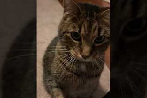 Yes, my cat can do tricks