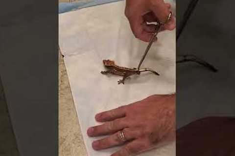 Crested Gecko Tail Drop
