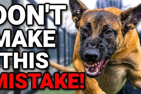 Dog Training - TEACH ANY FEARFUL DOG TO BE CONFIDENT!
