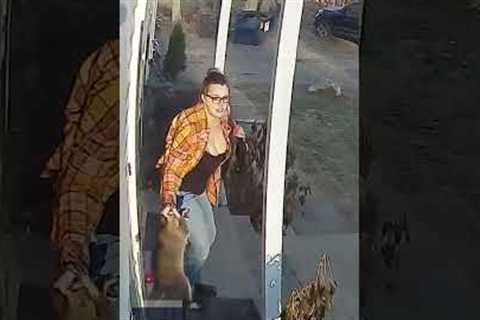 Heroic mom saves terrified five-year-old from raccoon attack | USA TODAY #Shorts