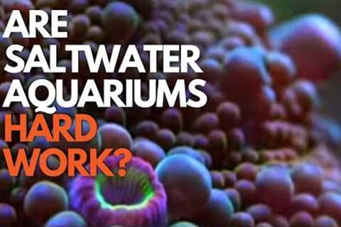 Are Saltwater Aquariums HARD to Maintain? Who Cares!