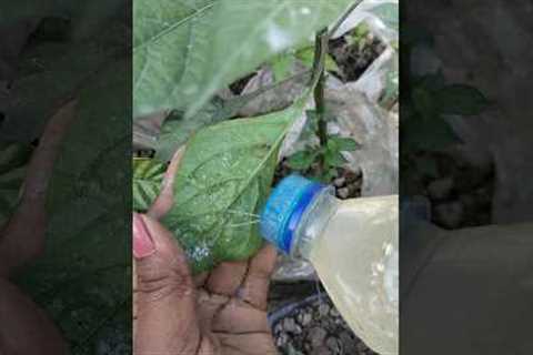 How to make natural and free pesticide for any plants 🌿.Diy pesticide . Homemade insect repellent