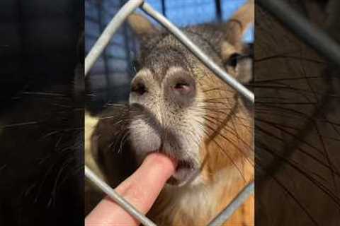 Fastest Exotic Animal Farm Tour You’ve Ever Seen! 100s of Pets!