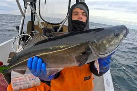 You've Been Eating this Fish Without Knowing It (Catch Clean Cook)