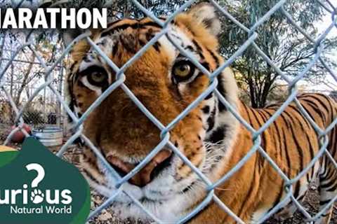 Surviving in Captivity: The Story of Predator Pets | Mega Marathon