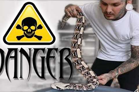 Venomous Snake Training basics - Advice on starting your hours | Tyler Nolan
