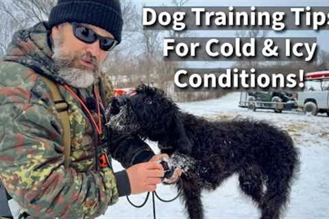 Dog Training Tips For Cold &amp; Icy Winter Weather