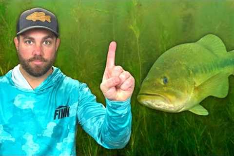 This 1 Simple TRICK Will Find BASS Fast