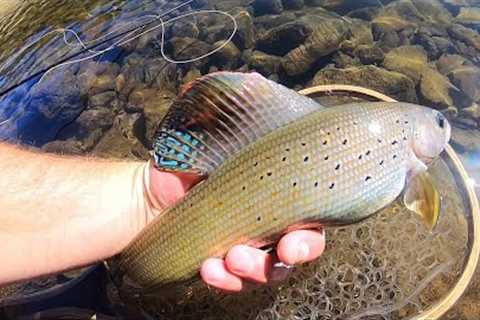 Late Fall Fly Fishing for Arctic Grayling!