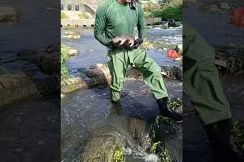 #fishingvideo !TOP VIDEO, Survival Skills! Fishing Techniques Harvesting  Big Fish! River fishing P2
