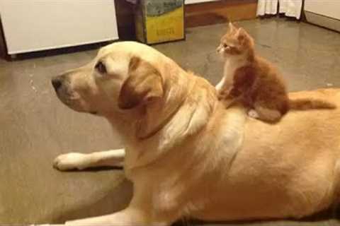 FUNNY CATS and DOGS &amp; other ANIMALS 🐱🐶? New Funniest Animals Videos 2024