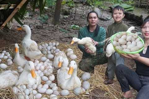Harvest duck eggs, build nests for ducks to lay eggs, survival alone