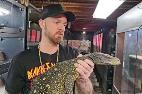 How to Ultrasound and Breed Croc Monitors