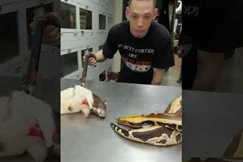Let's Feed My Snake