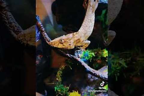 Coolest Pet Lizards? # GagnsterLizard #BestPetLizard #CubanFlaseChameleon #reptiles #animalsoftiktok