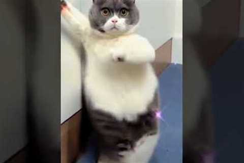 CUTE CAT DANCE  |Cats and Dogs | cat lover | #pet #funnyshorts