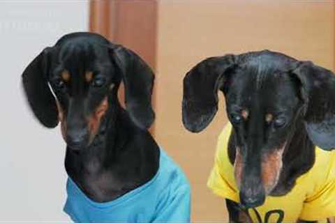 Training your dog- Tips and Tricks