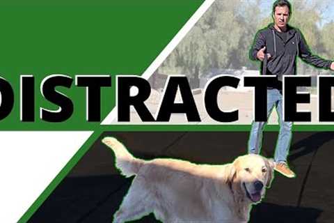 How to Walk your Distracted, Wandering Dog. Learn to Manage the Pulling, Sniffing, Peeing &amp;..
